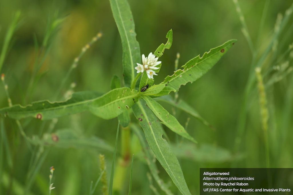 alligator weed in lawns and shoreline
