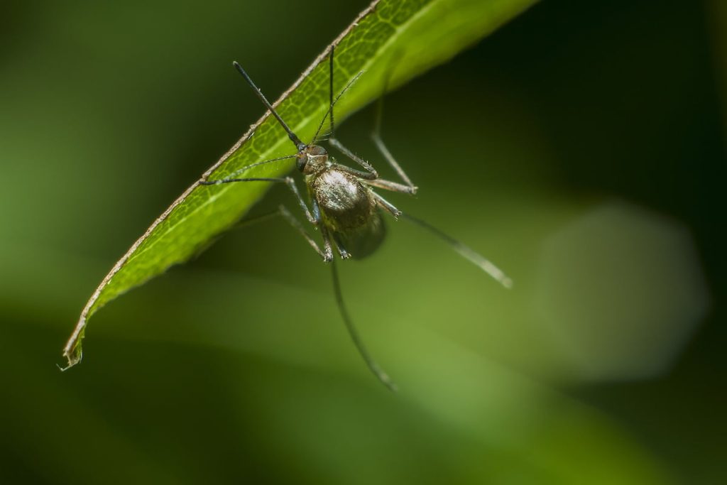 do mosquitoes die after they bite