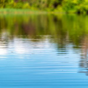 how does beneficial bacteria clean ponds