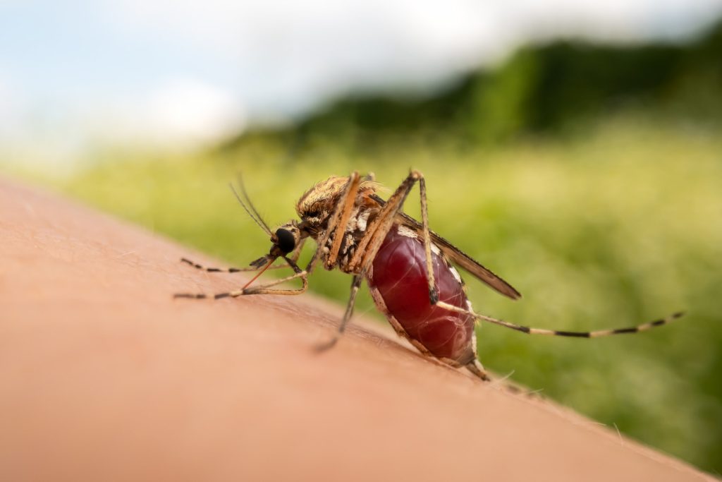 how long do mosquitos live