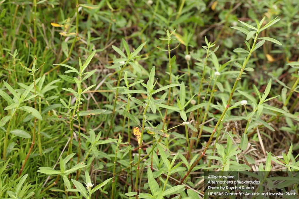 is alligator weed invasive in Florida