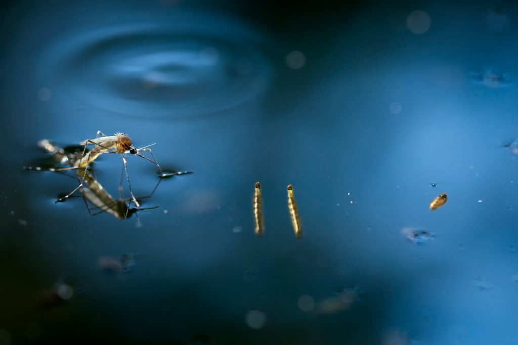 what do mosquitoes eat