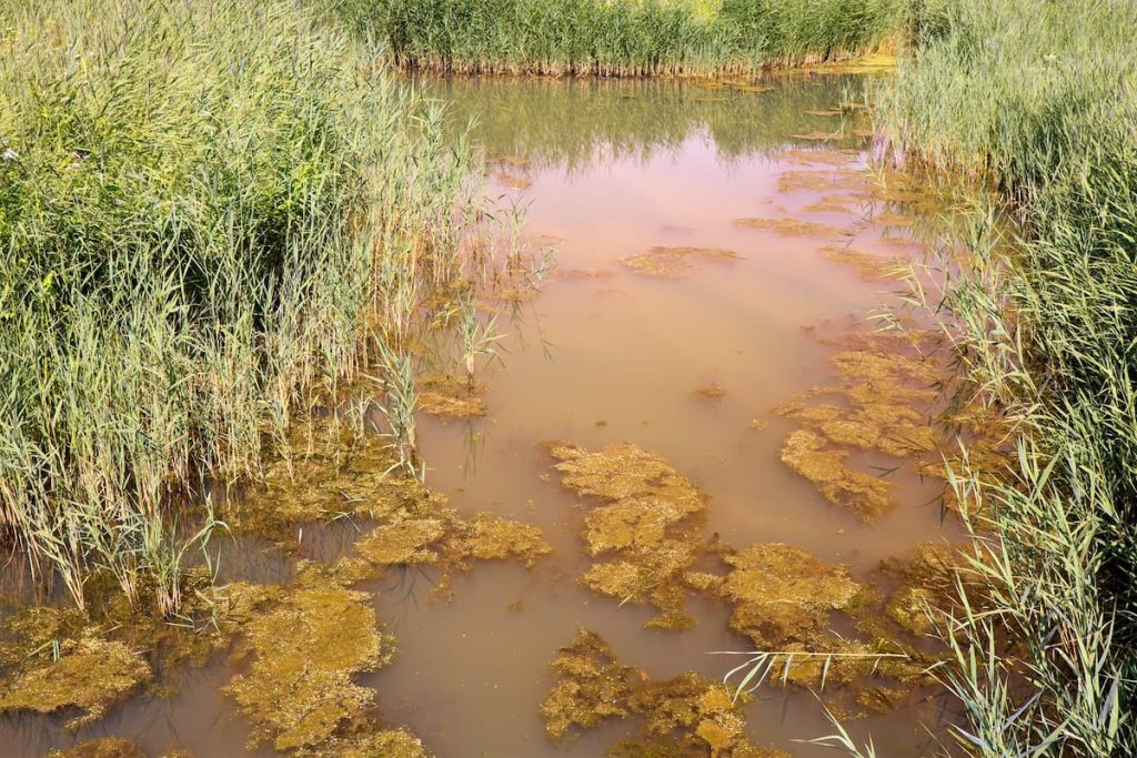 what is beneficial pond bacteria