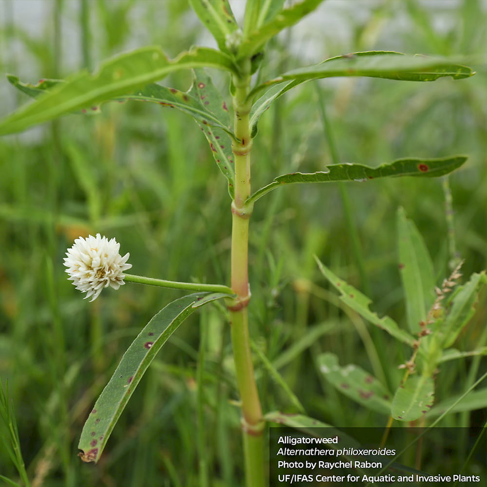 why is alligator weed a problem
