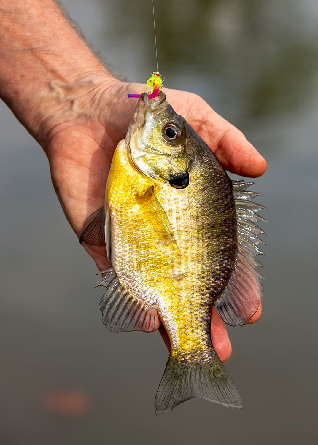 blue pond stocking pros and cons
