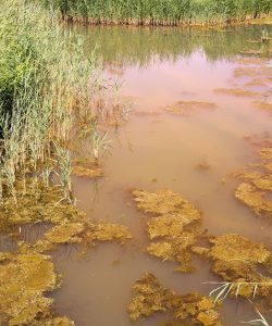 brown pond water