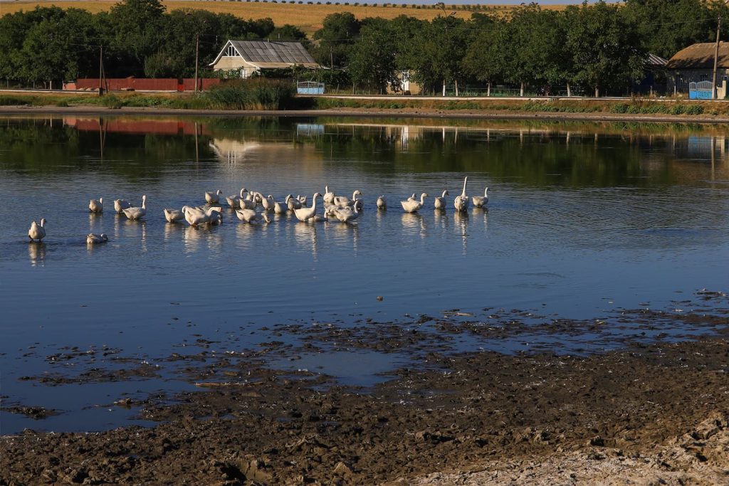 goose deterrent tools in Florida