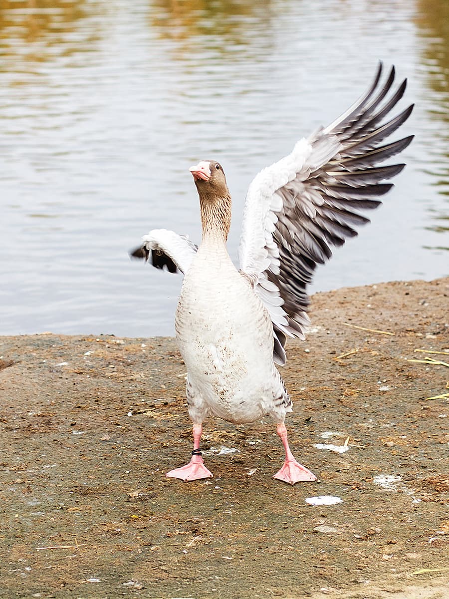 goose repellent for lawn areas