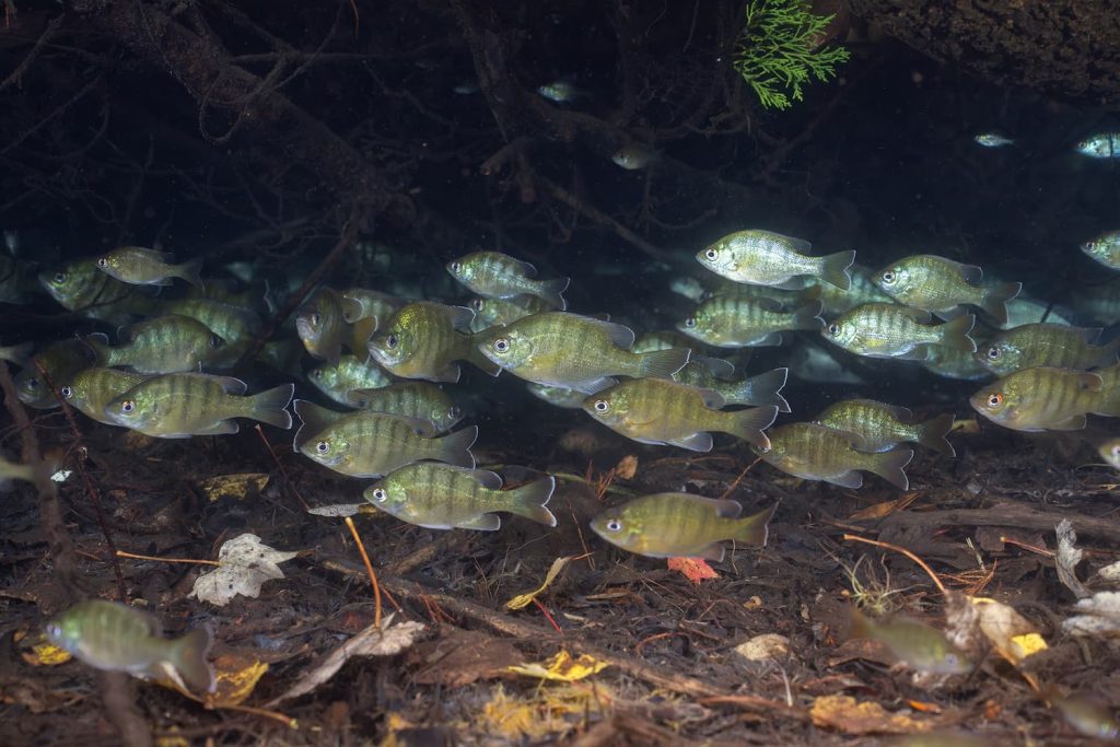 how much to stock a pond with bluegill