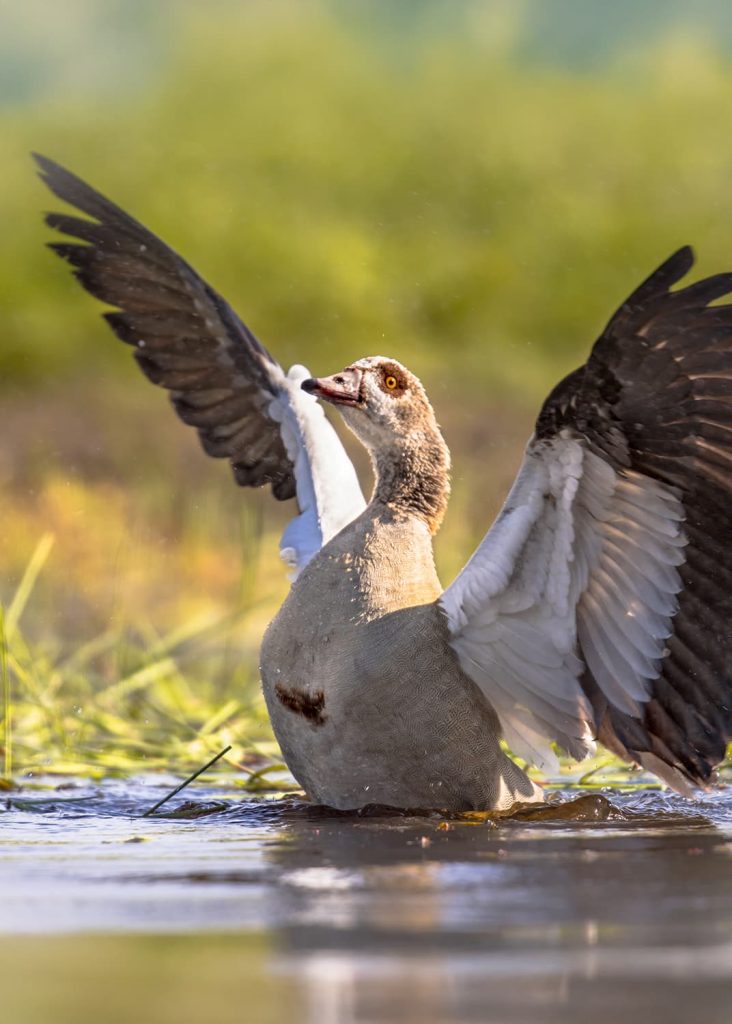 how to get rid of geese from pond