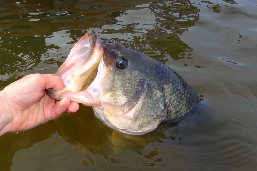 largemouth bass coloration and what it can reveal
