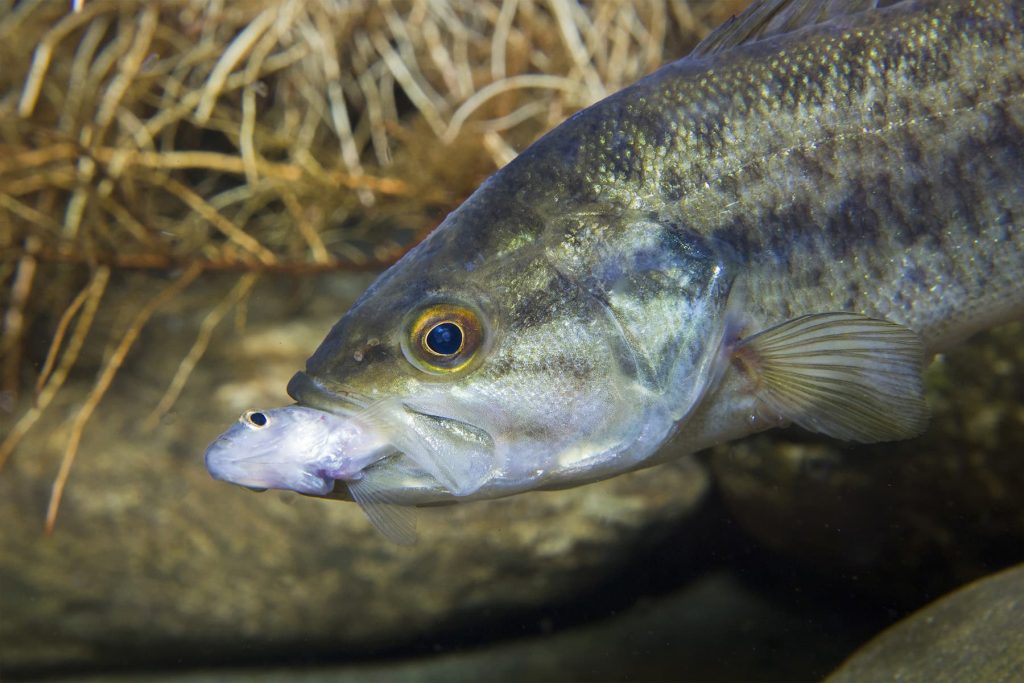 largemouth bass diet and coloration explained