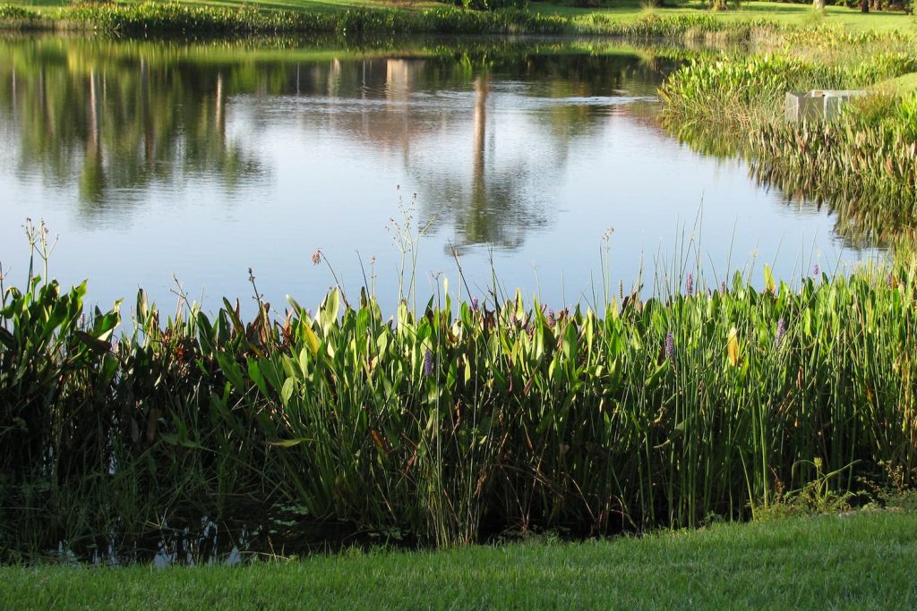 plants that border a pond