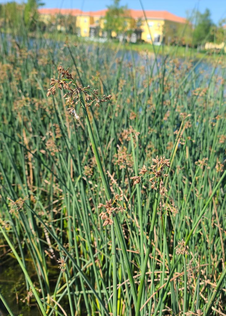 Pond Guru plants around a pond