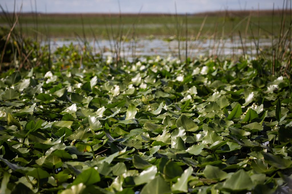 pond weed killer services