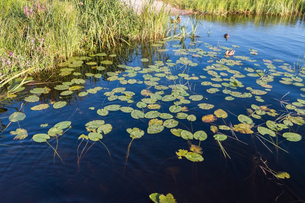 pond weed management in Florida
