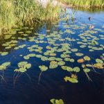 Pond Weed Management | Eco-Friendly Herbicide Solutions