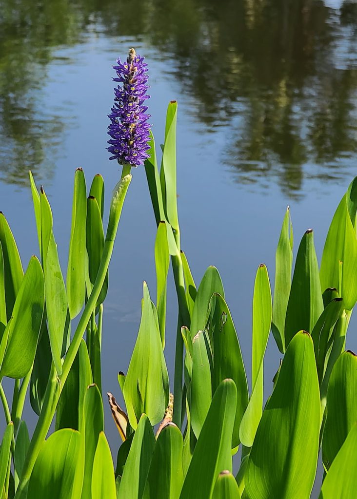 recommended pond plant species