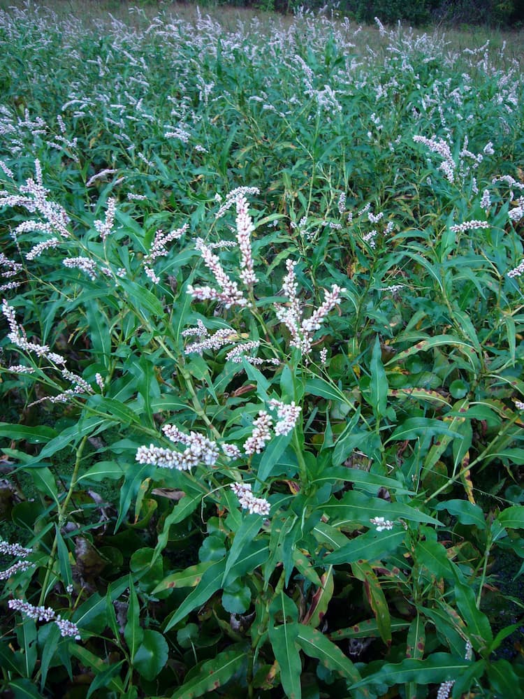 water smartweed and pond smartweed