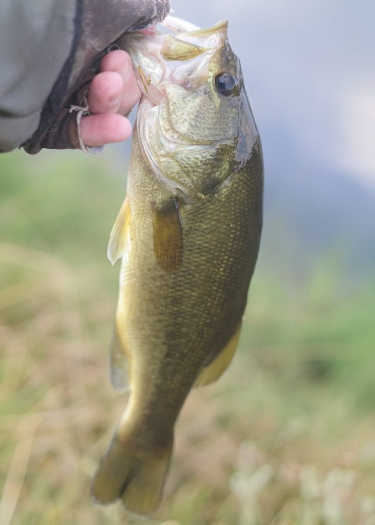 what do largemouth bass eat most often