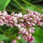 What Is Smartweed? Understanding This Common Pond Invader