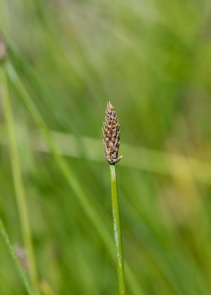 Eleocharis palustris