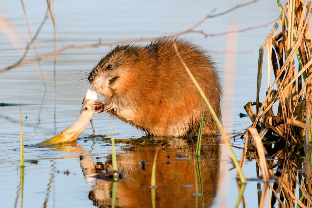 are muskrats dangerous