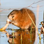 Are Muskrats Dangerous | Lake Shoreline Damage