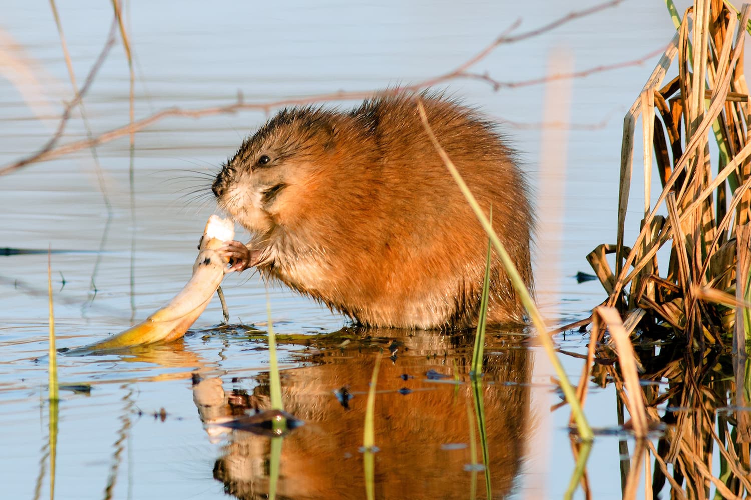 are muskrats dangerous