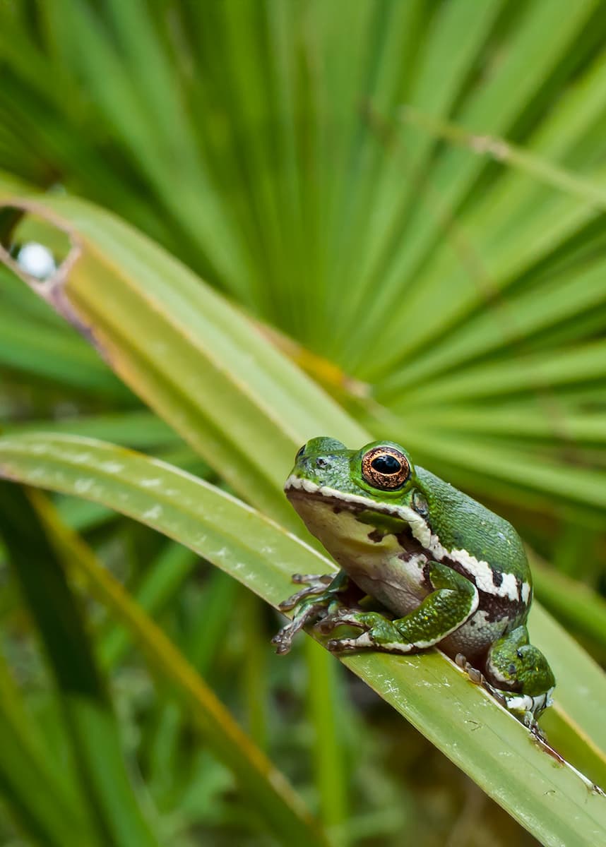 barking tree frog in Florida