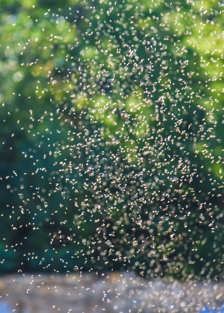 biting midges in Florida ponds