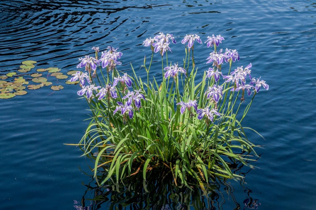 blue flag iris flower in Florida
