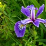 Blue Iris Flower | Is Blue Flag Iris Invasive in Florida?