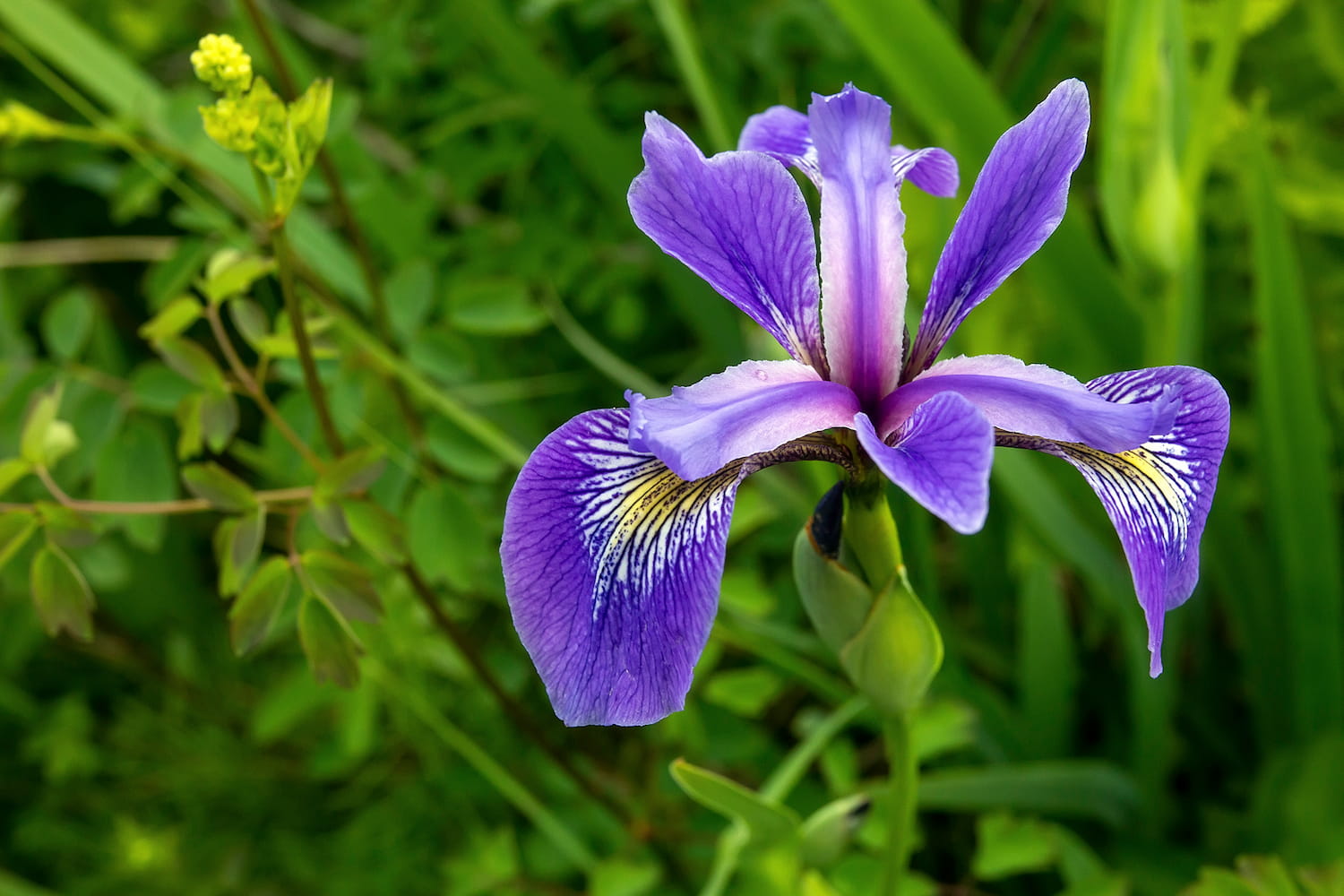 blue iris flower