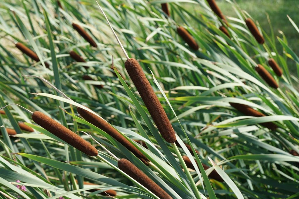 cattail weed removal from pond