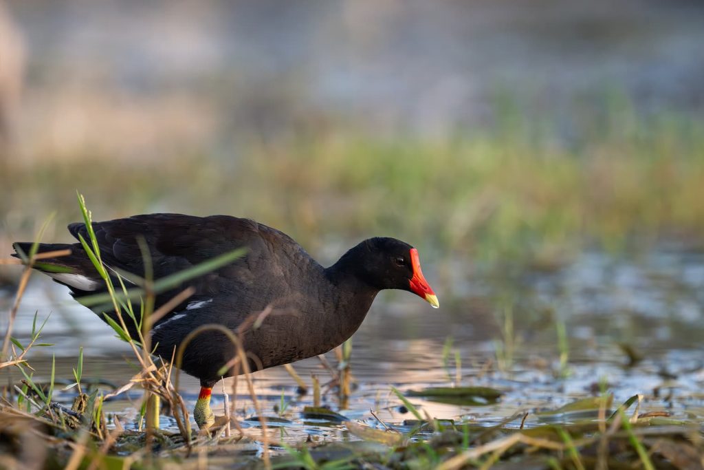 common gallinules in Florida ponds