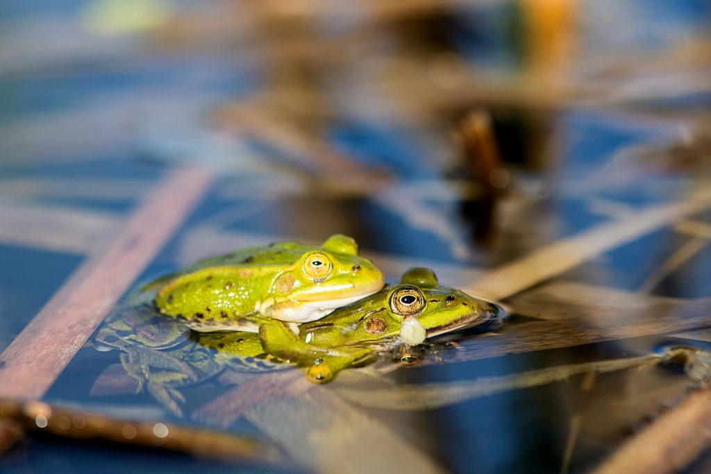 common pond frogs in Florida