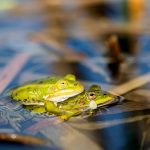 Top 5 Common Large Pond Frog Types in Florida
