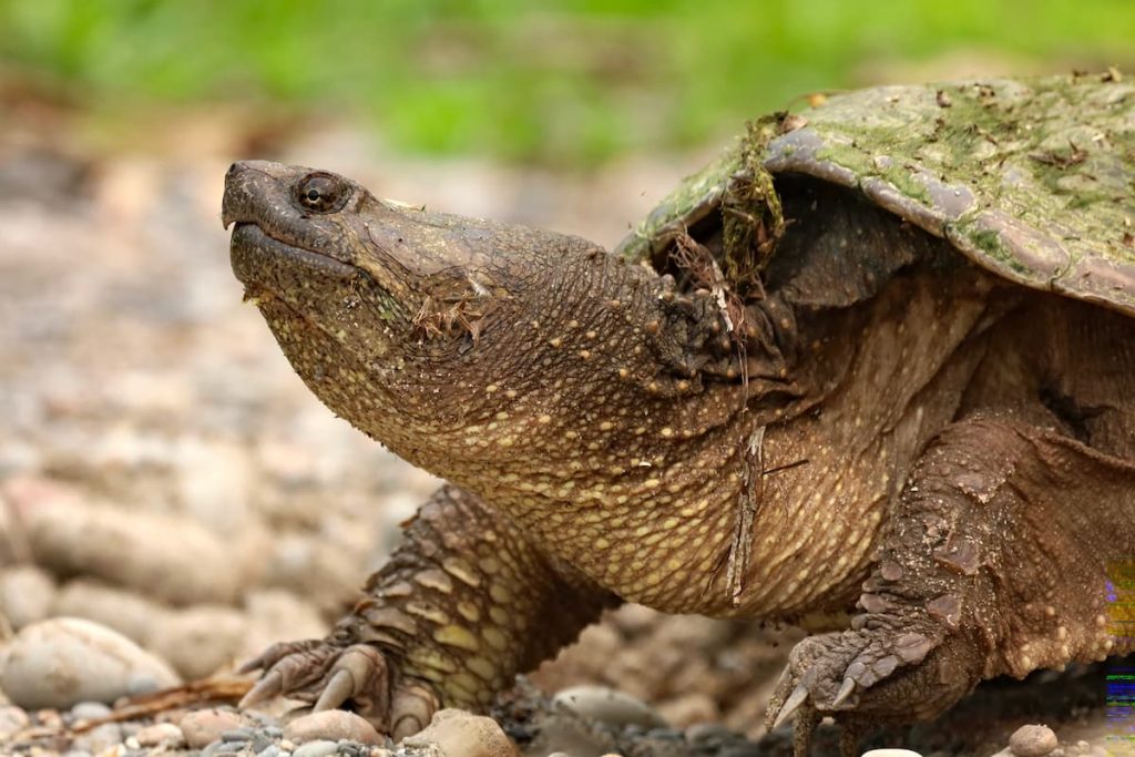 common snapping turtle in florida lakes