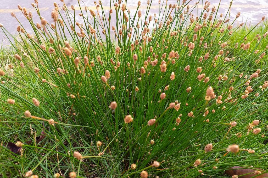 common spike rush near ponds in Florida