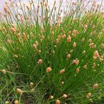 What is Common Spikerush (Eleocharis palustris)?