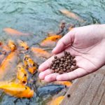 Do Pond Fish Feeders Work? Risks to Overfeeding