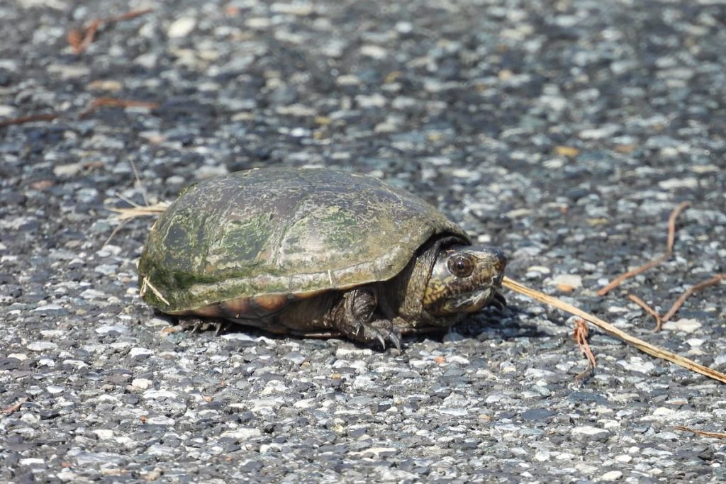 eastern-musk-turtle-in-florida-ponds