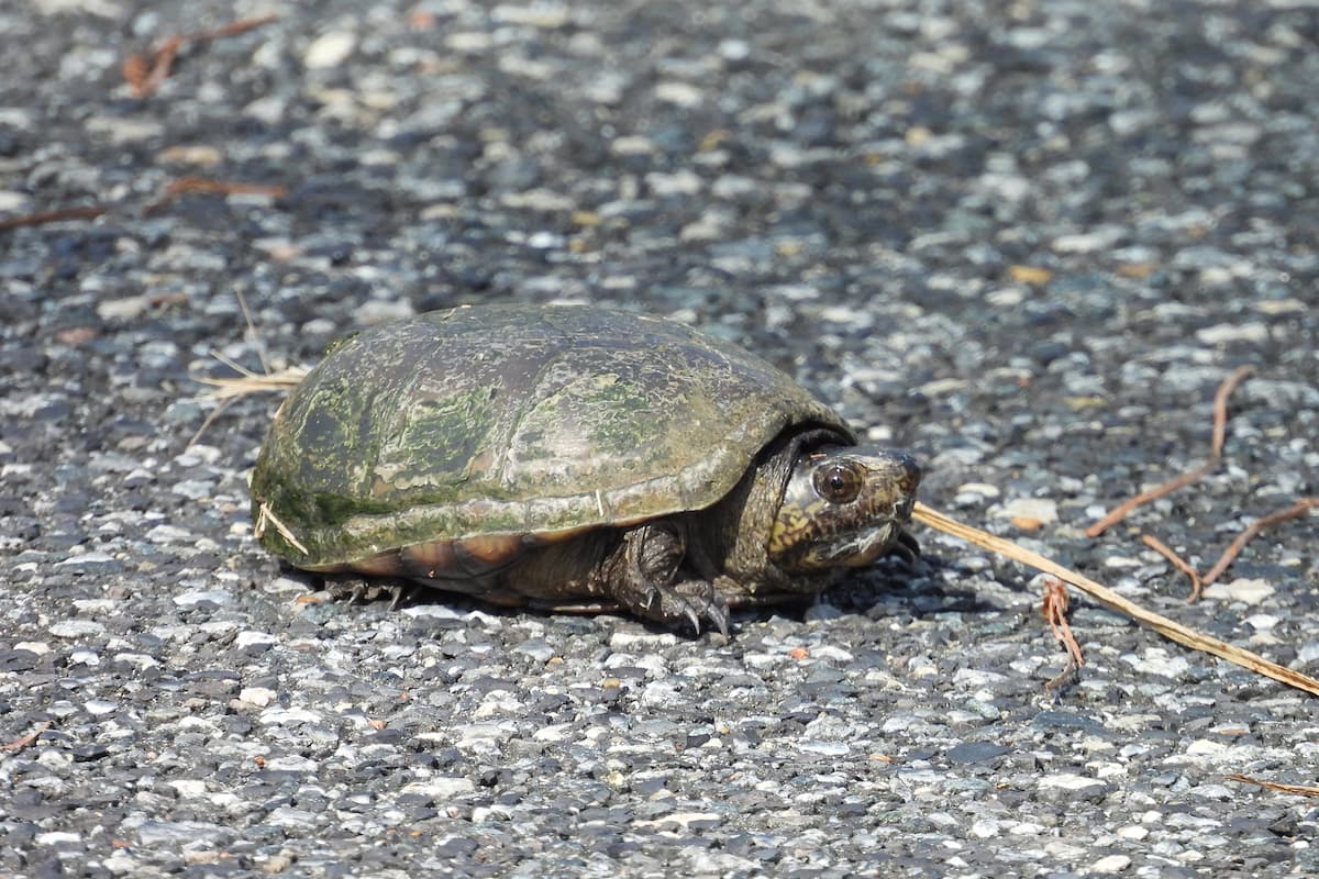 eastern-musk-turtle-in-florida-ponds