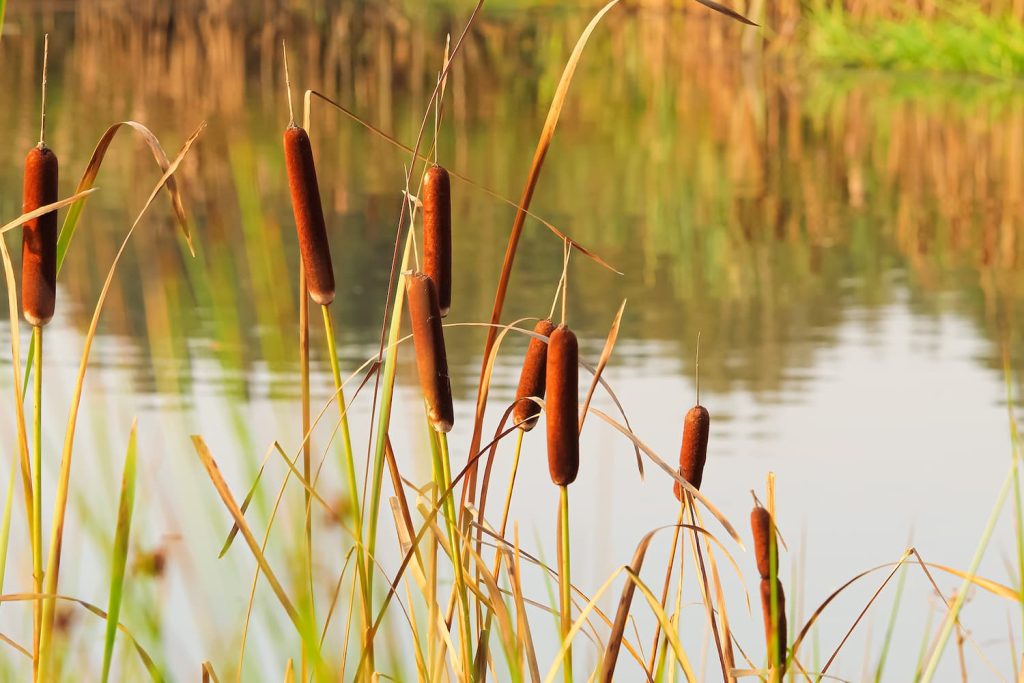 how to get rid of cattails in a pond