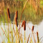 How to Get Rid of Cattails in a Pond: Long-Term Control