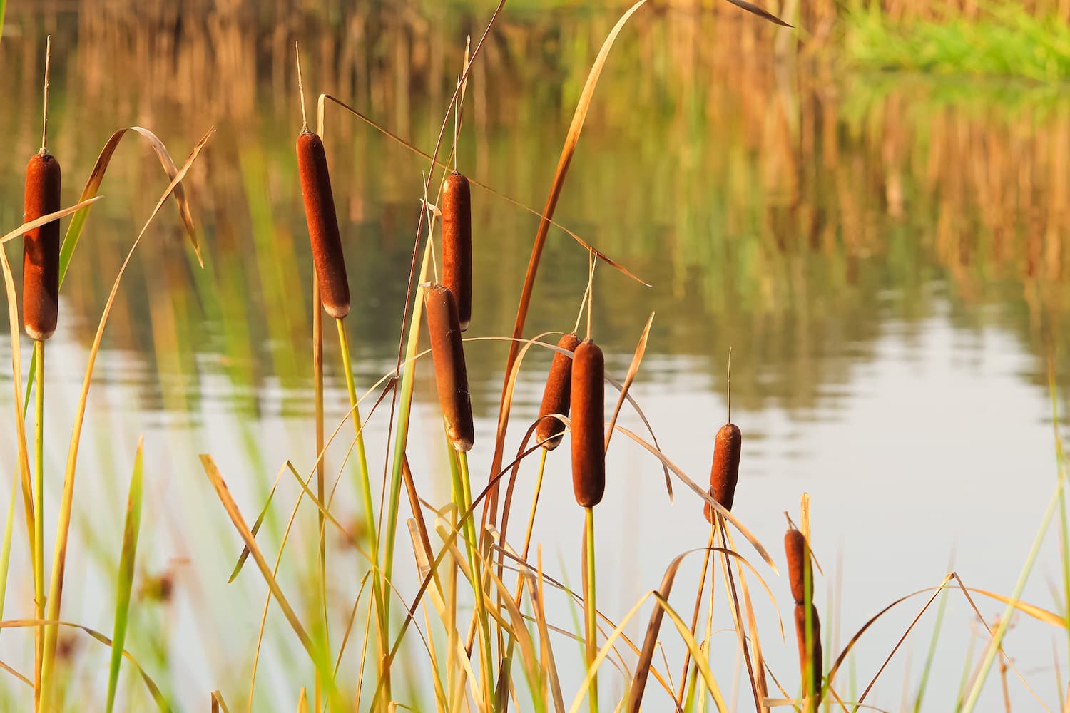 how to get rid of cattails in a pond