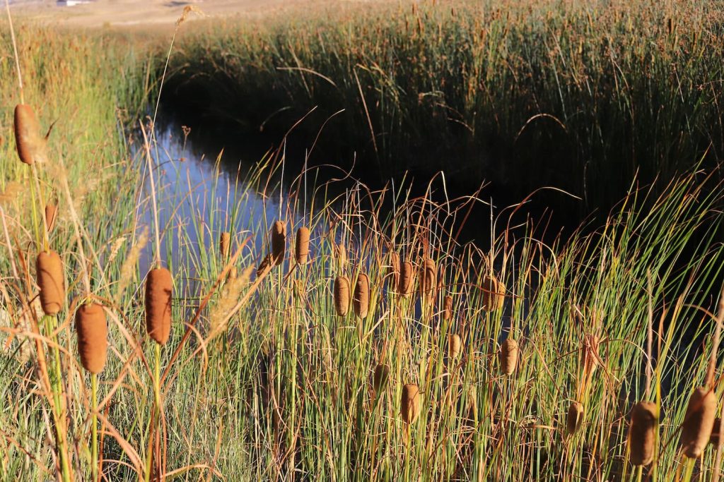 lake cattail removal services