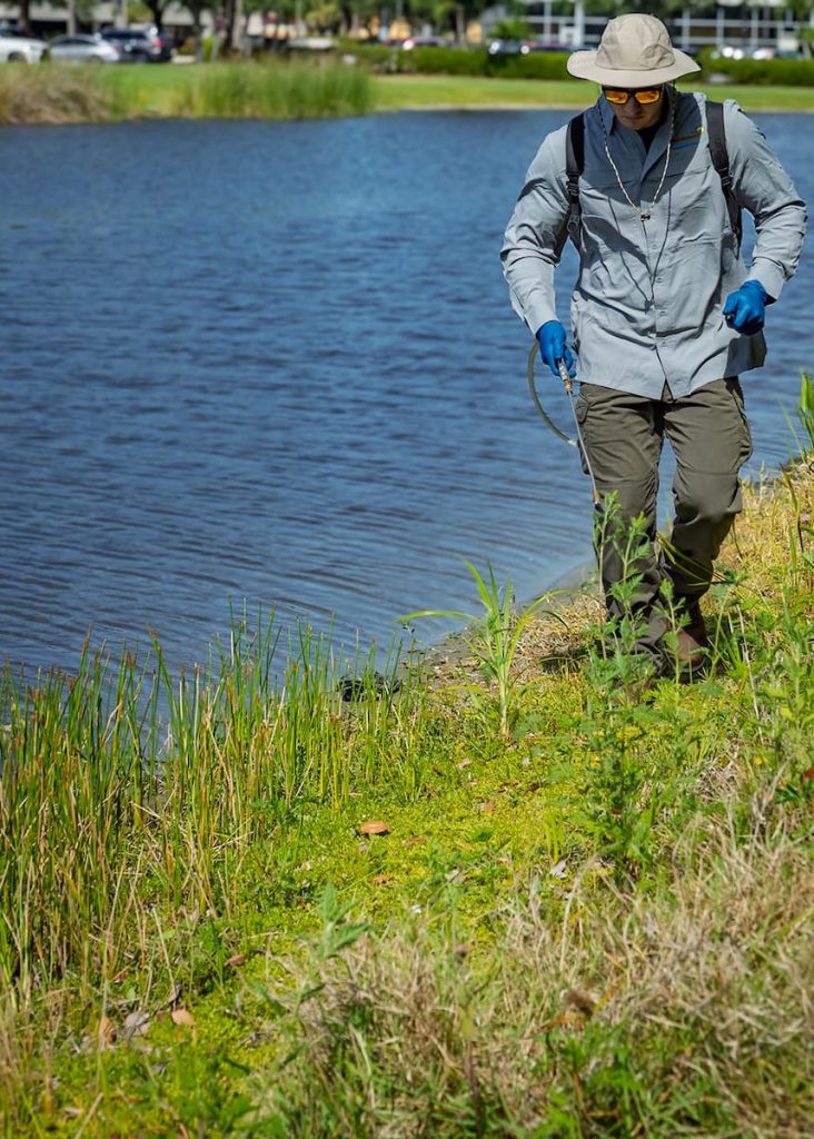 managing spikerush in Florida lake