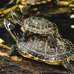 Top 10 Most Common Pond Turtles in Florida